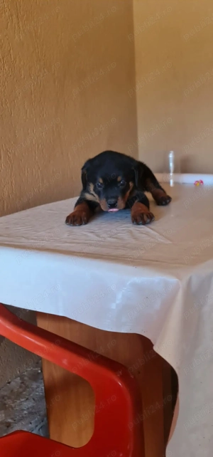 1 mascul si 1 femela Rottweiler din parinti cu Pedigree