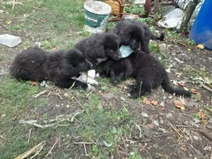 pui de corb de vânzare - imagine 3 pui de corb de vânzare - imagine 3