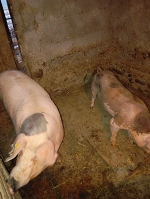 Vând porci pietreni și purcea de carne  - imagine 2