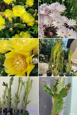 De vânzare cactuși 