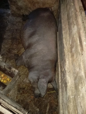 Vând porci pietreni și purcea de carne 