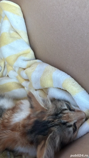 dau spre adoptie pui de pisica