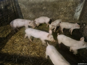 Purcei încărcați  - imagine 2 Purcei încărcați  - imagine 2