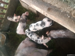 purcei de carne 12 saptamani - imagine 3