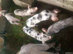 purcei de carne 12 saptamani - imagine 2