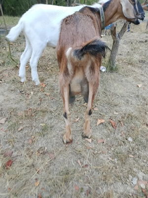 Vind  4capre cu lapte - imagine 2