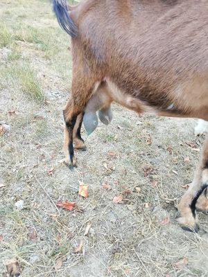 Vind  4capre cu lapte - imagine 4