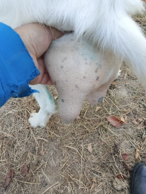 Vind  4capre cu lapte - imagine 3