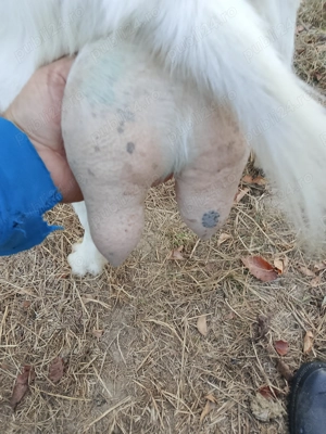 Vind  4capre cu lapte - imagine 5