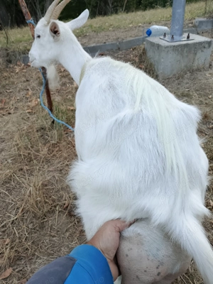 Vind  4capre cu lapte - imagine 6