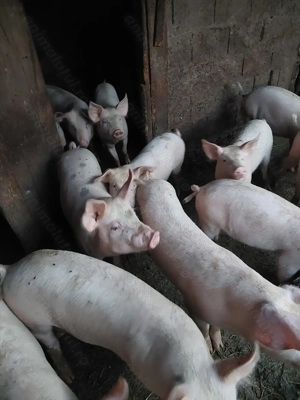 Vanzare șoldei de 12 săptămâni 