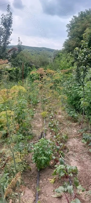 Proprietar  vând vilă.  - imagine 14