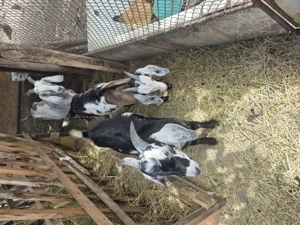 Țap de vânzare  8 luni - imagine 3