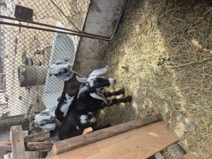 Țap de vânzare  8 luni - imagine 4