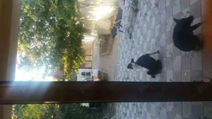 Vând P+1, urgent - imagine 3