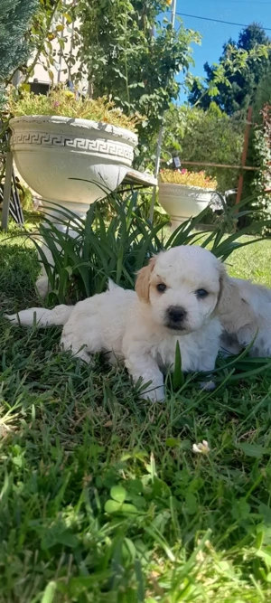 Catelusi de Vanzare - imagine 2 Catelusi de Vanzare - imagine 2