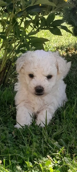 Catelusi de Vanzare - imagine 3 Catelusi de Vanzare - imagine 3