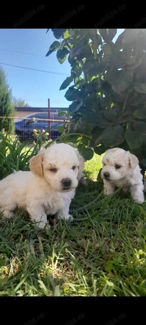 Catelusi de Vanzare - imagine 5 Catelusi de Vanzare - imagine 5