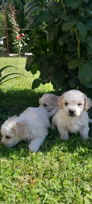 Catelusi de Vanzare - imagine 4 Catelusi de Vanzare - imagine 4