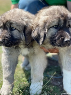 vand catetei  ciobanesti