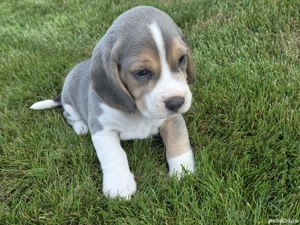 Pui beagle blue - imagine 5