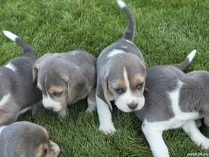 Pui beagle blue - imagine 2