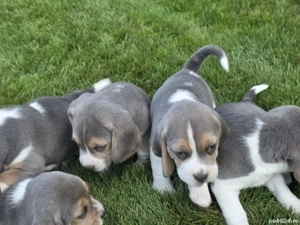 Pui beagle blue - imagine 3