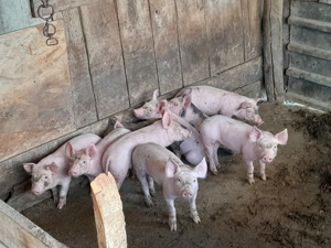 De vanzare purcei 7 8 saptamani gata castrați 350- 400 de lei