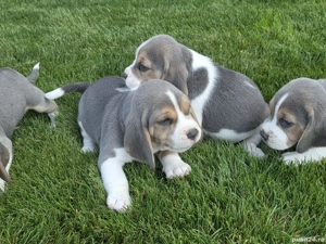 Pui beagle blue - imagine 4