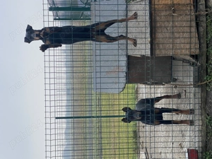 Schimb mascul Doberman sau vând vârsta 1 An - imagine 3 Schimb mascul Doberman sau vând vârsta 1 An - imagine 3