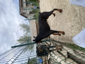 Schimb mascul Doberman sau vând vârsta 1 An - imagine 2 Schimb mascul Doberman sau vând vârsta 1 An - imagine 2