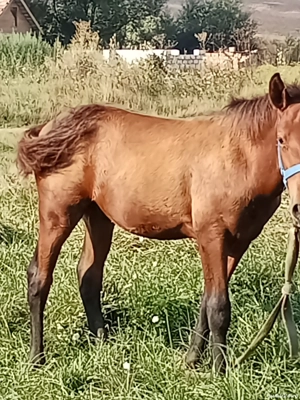 vînd Mnz    - imagine 2