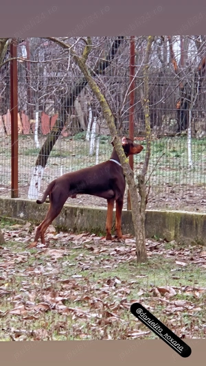 Doberman European Maro