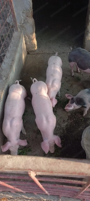 Purcei pietrain de vânzare  - imagine 2