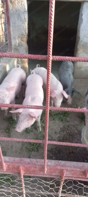 Purcei pietrain de vânzare  - imagine 4