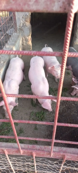 Purcei pietrain de vânzare  - imagine 3