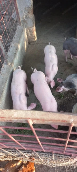 Purcei pietrain de vânzare  - imagine 5