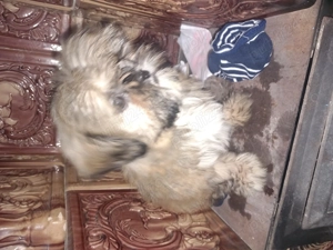 Shi tzu pui o lună jumate fetita - imagine 4 Shi tzu pui o lună jumate fetita - imagine 4