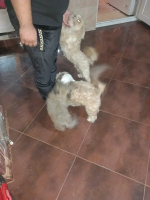 Shi tzu pui o lună jumate fetita - imagine 3 Shi tzu pui o lună jumate fetita - imagine 3