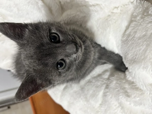 Pisicute Albastru de Rusia