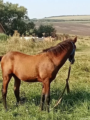 vînd s-au scimb  - imagine 3