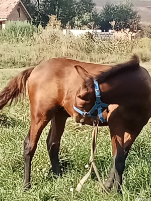 vînd s-au scimb  - imagine 2