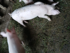 Vînd două purcele rasă de carne