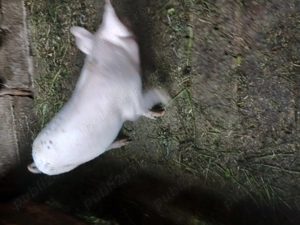 Vînd două purcele rasă de carne - imagine 2 Vînd două purcele rasă de carne - imagine 2