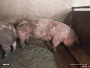porci carne pietrain pietrean belgian pur 