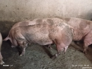 porci carne pietrain pietrean belgian pur  - imagine 3