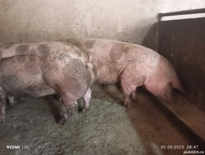 porci carne pietrain pietrean belgian pur  - imagine 4