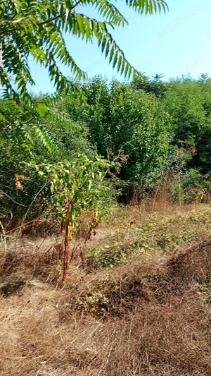 Casă demolabilă cu teren 2500 mp sat Plevna com Lupșanu Călărași apă curent  15000 Euro variante - imagine 2