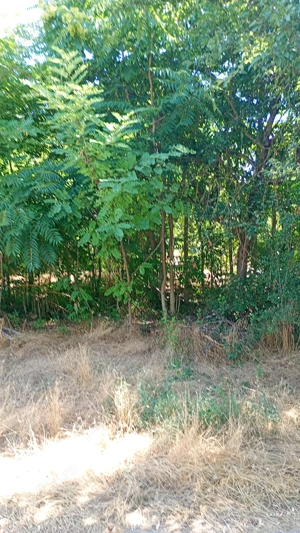 Casă demolabilă cu teren 2500 mp sat Plevna com Lupșanu Călărași apă curent  15000 Euro variante - imagine 3