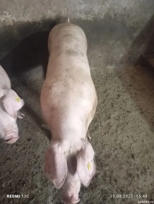 Scrofițe Landrace pentru reproducere  - imagine 4